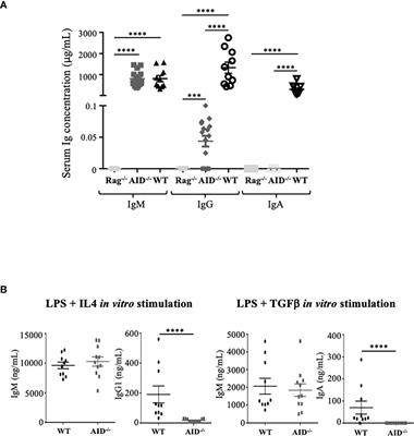 UnAIDed Class Switching in Activated B-Cells Reveals Intrinsic Features of a Self-Cleaving IgH Locus